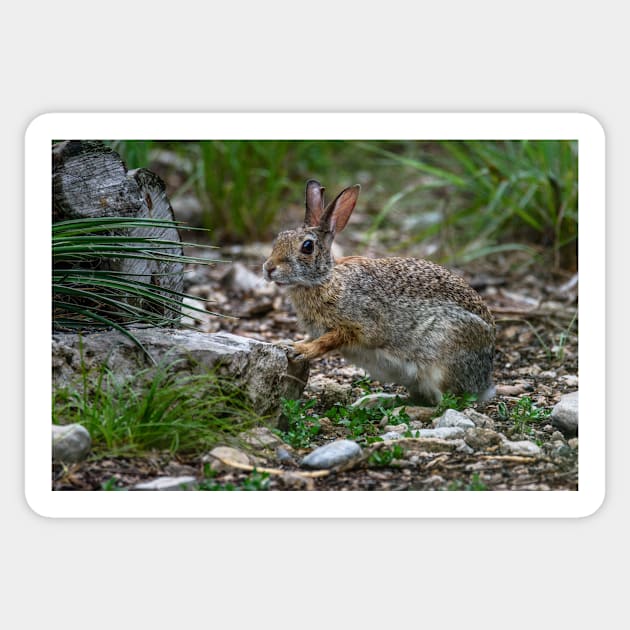 Cottontail Rabbit Hopping Along the Trail Sticker by Debra Martz